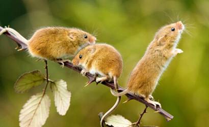 2026年2月属鼠本月黄道吉日有哪些，适合哪些属相呢？