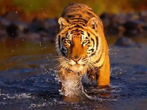 2026年属虎的人适合投资吗？属虎者2026年投资建议是什么？