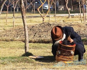 养鸟对家居风水有怎样的影响和作用呢？