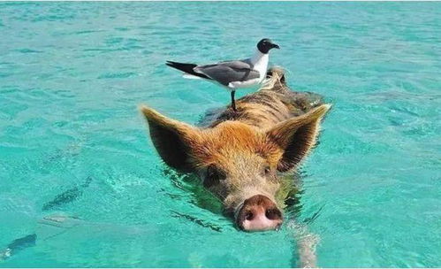 83年属猪大海水命的人，起名大海水合适吗，适合佩戴什么饰品来改运？