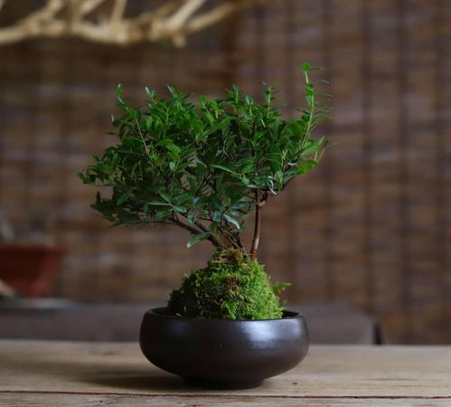 自然景观对身心放松及压力缓解之功效