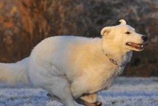 有没有什么霸气两字狗名，能改写成一句长尾？