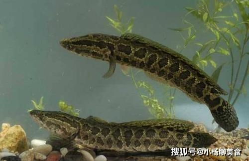 女人梦见自己用手抓黑鱼，这究竟是什么寓意呢？