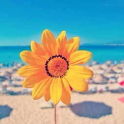 如何通过风水招好运，打造阳光风水好头像？