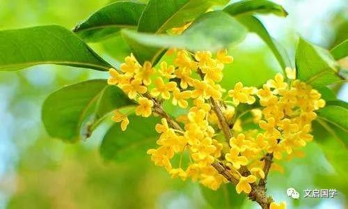 桂花树在家居风水中的作用机制