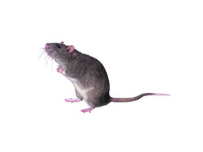 我为什么会Zuo梦被老鼠咬了呢？这究竟是怎么回事呢？