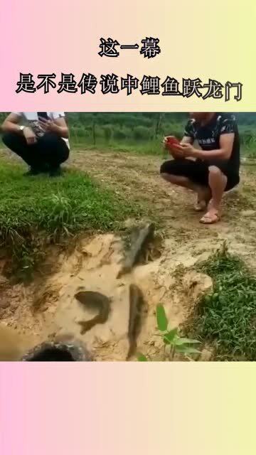 鲤鱼跃龙门典故