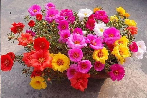 太阳花种植时有哪些风水禁忌需要注意呢？