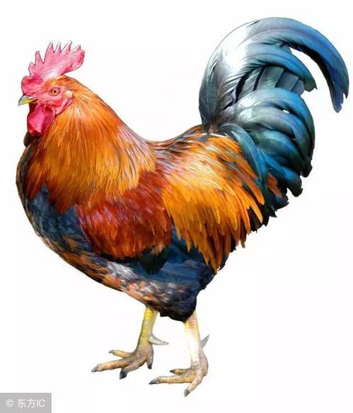 2026年属鸡女转运招财的吉祥物是什么？