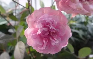 月季种植在家门口风水位置如何选择？