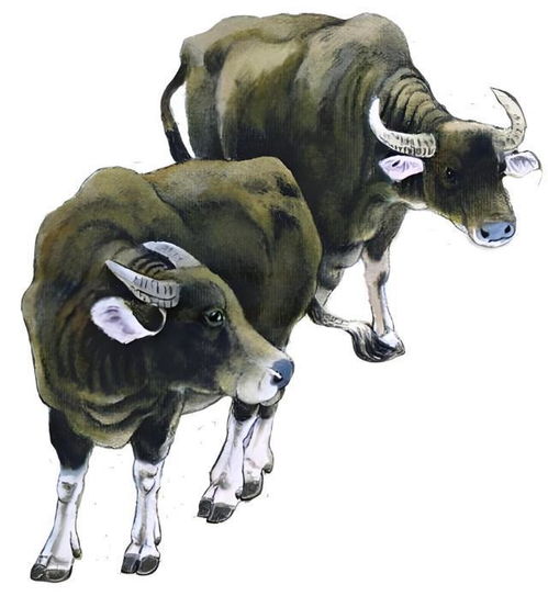 貂儿属哪个生肖，与猴、龙、牛哪位相生？