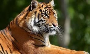 86年属虎的人最佳婚配属相是什么？可信吗？