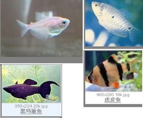 1. 五行属性的匹配机制