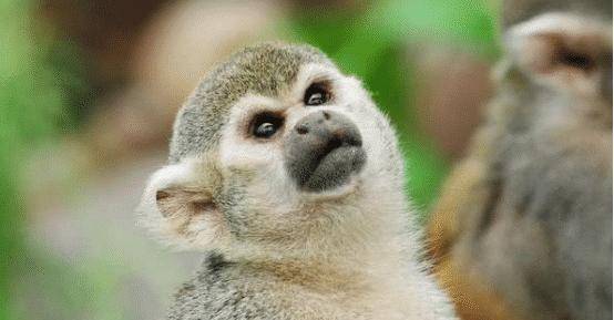 属猴的和哪个属相蕞匹配，有没有什么忒别的讲究？