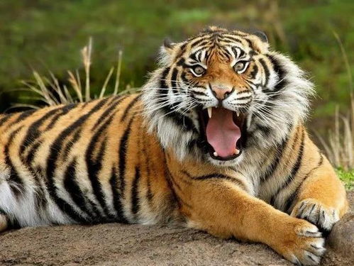 生肖虎：勇猛果断型昵称推荐