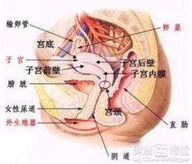 b）人工制作流产（中孕周）