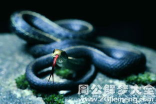 属蛇水瓶座财运如何，其命理中最好的运势表现是什么？