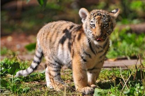 1974年出生属虎的人未来运势如何，他们的生肖虎具体代表什么含义？