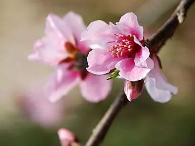 一、 八字命局结构解析：比劫、食伤与桃花的交互影响