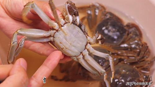 四、  蟹腿形态的力学分析：内在实质的外部投射