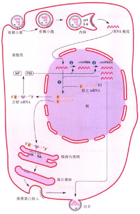 生命周期概览