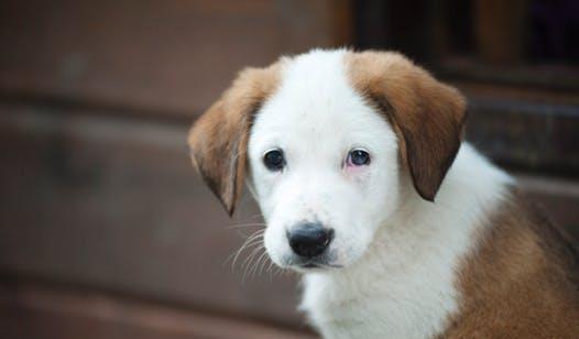 如何给白狗算命取名，黑狗吉祥字推荐叫什么好？