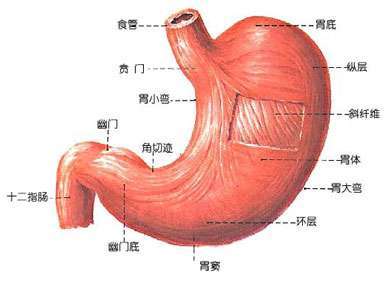 胃角具体位置在哪里，有详细的位置图解吗？
