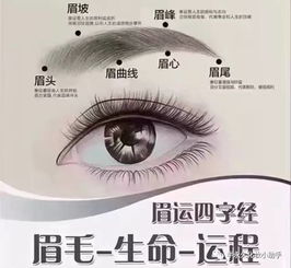 1.4 眉脚上翘对社交网络作用