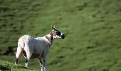 将偷懒耍滑打一生肖，这究竟是什么生肖呢？