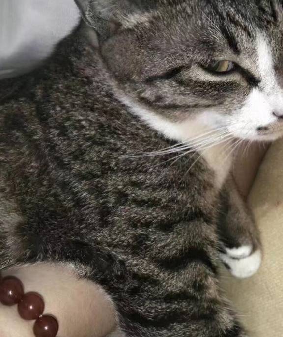 猫鬼传说与文化底蕴作用于