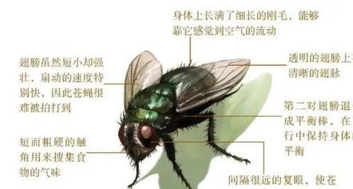 女人梦见成群的苍蝇飞进屋里是什么征兆？