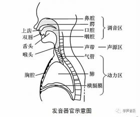 呼吸控制与共鸣腔体调节——声音输出的十分沉关键支撑系统