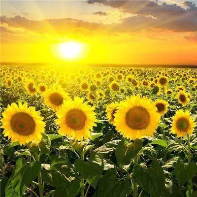 梦里向日葵在唱rap