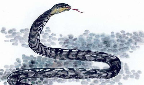 今年木蛇应佩戴何种饰物，有何寓意？