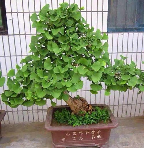 银杏树种植位置如何与风水相配合，才能成为十种最旺家庭盆栽之一？