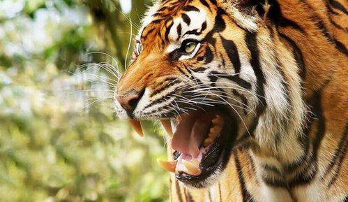 凶神会改变八字命运吗？命理四种凶神排行是怎样的？