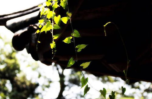 门檐上长小树对风水有什么影响或需要注意什么？