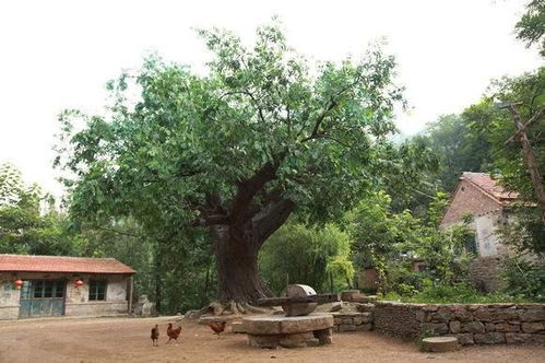风水房屋两侧脸不对称，种什么树能旺风水？