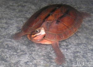 家里养金钱龟风水，金钱龟摆放位置图应该放在哪里最吉利？