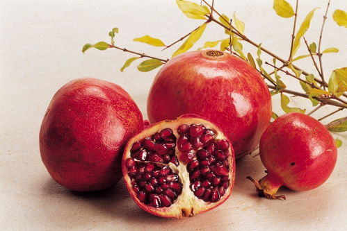 石榴属什么生肖？石榴生木对应的是哪个生肖？