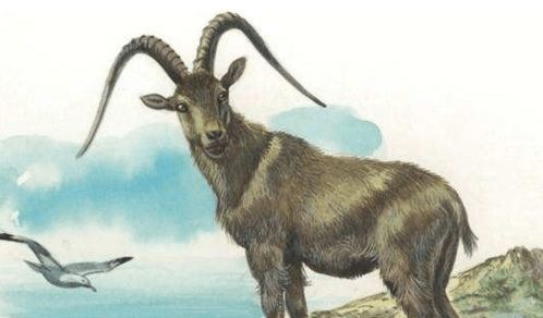 2026年属羊人下半年运势具体如何？