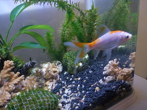 草金魚（Carassius auratus）