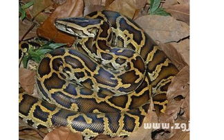 梦到蟒蛇变男人预示什么？蟒蛇预示着什么？周公解梦如何解释？