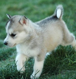 1970年属狗天蝎座男性2026年运势如何，与属狗水瓶座男生2026年运势有何不同？