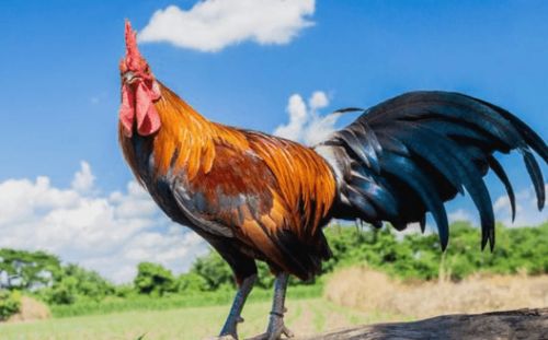 属鸡的人是1990年到1999年出生的吗？他们的性格特点是什么？