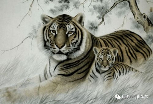 属龙2026年刑太岁的人能否参加葬礼？属龙2026年有血光之灾是什么意思？