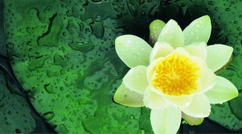 春风得意发财时田叶荷花连藕香，这十二生肖中，哪个生肖与这景象最为契合？