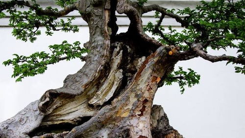 5. 独家破解大法！亲测有效