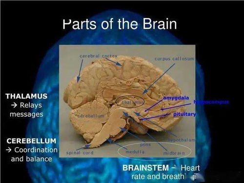 四、 辩证共生：构建完整的生命实相