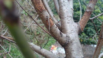 风水上种植秃桃树是否吉利？